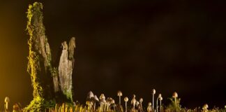 Jakie są rodzaje e usług?