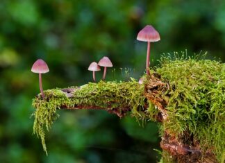 Jakie są rodzaje handlu detalicznego?